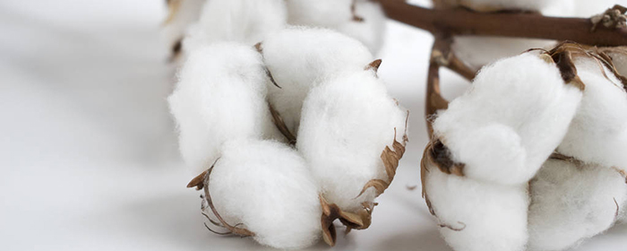 棉花期货最后交割日是指什么日期