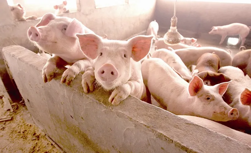 生猪期货一手多少吨