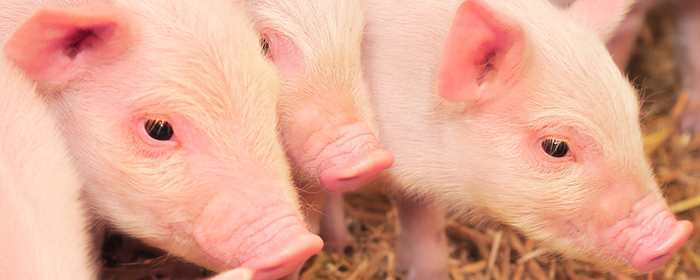 一手生猪期货多少钱计算方法