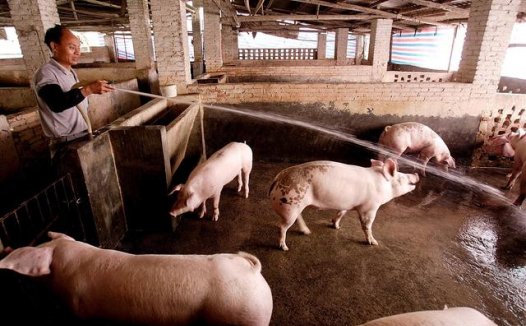 2022年农村养猪新政策具体有哪些