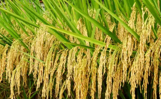 晚稻期货概述与价格影响因素