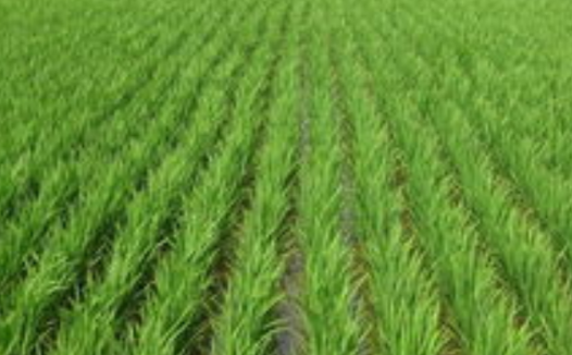 早稻期货概述与价格影响因素