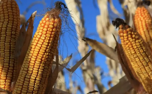 玉米期货概述与价格影响因素