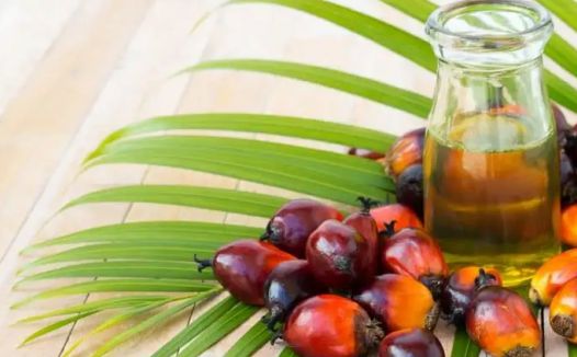 棕榈油期货概述与价格影响因素