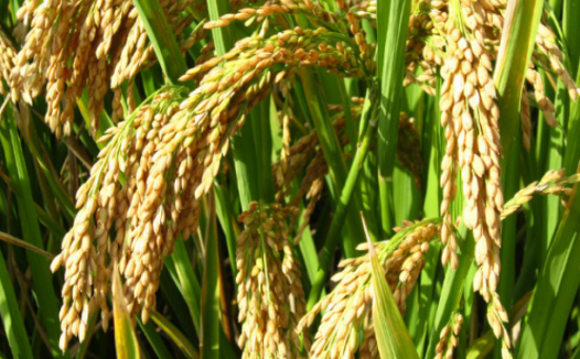 粳稻期货概述与价格影响因素