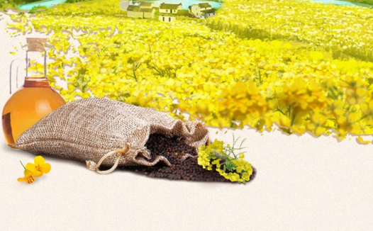 菜油期货概述与价格影响因素