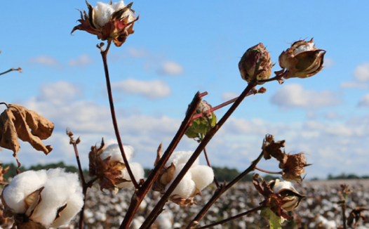棉花期货概述和价格影响因素